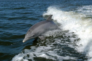 W irlandii dolphin zaatakował dziewczynę podczas pływania